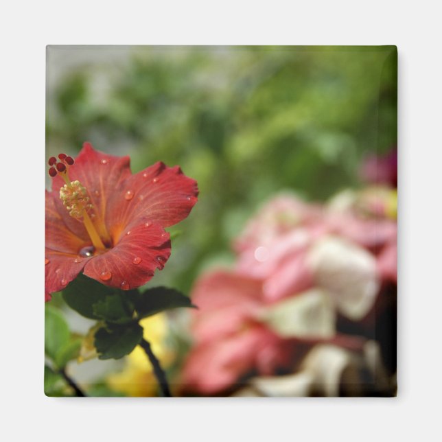 South Pacific, French Polynesia, Society 2 Magnet (Front)