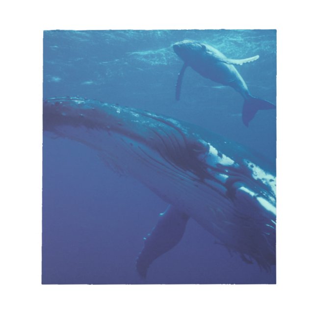 South Pacific, Tonga. humpback whale and calf Notepad (Front)