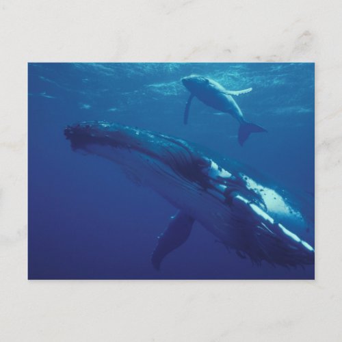 South Pacific Tonga humpback whale and calf Postcard