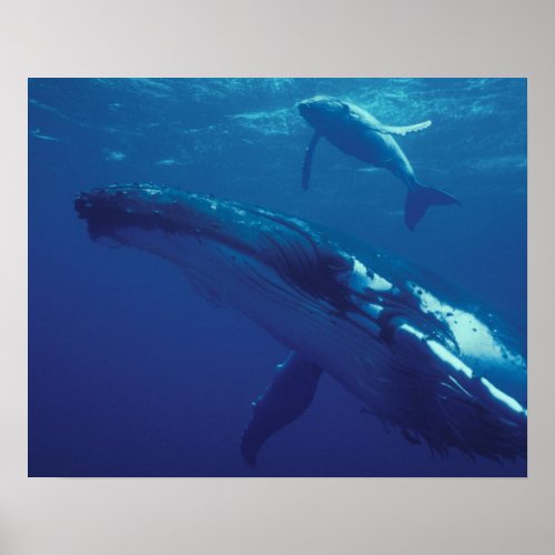 South Pacific Tonga humpback whale and calf Poster