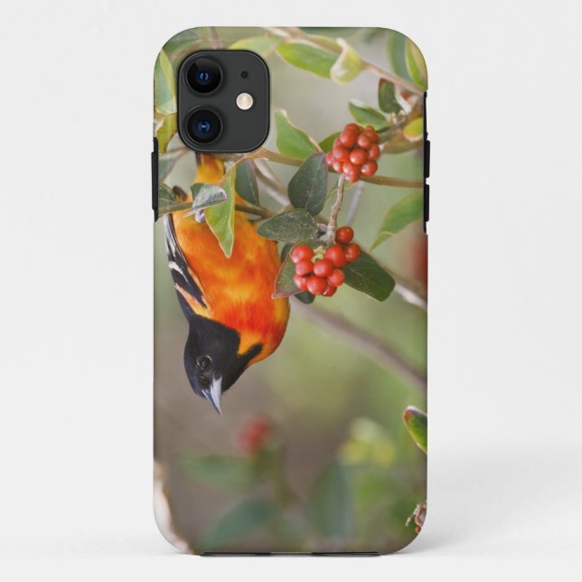 South Padre Island, Texas, USA, Baltimore Oriole Case-Mate iPhone Case (Back)