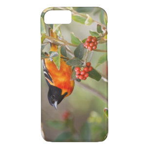 South Padre Island, Texas, USA, Baltimore Oriole iPhone 8/7 Case