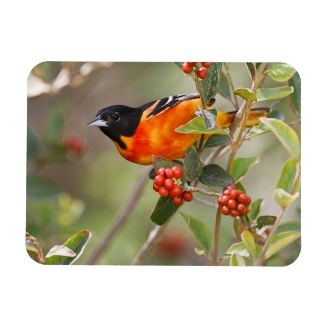 South Padre Island, Texas, USA, Baltimore Oriole Magnet (Horizontal)