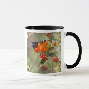 South Padre Island, Texas, USA, Baltimore Oriole Mug
