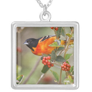 South Padre Island, Texas, USA, Baltimore Oriole Silver Plated Necklace