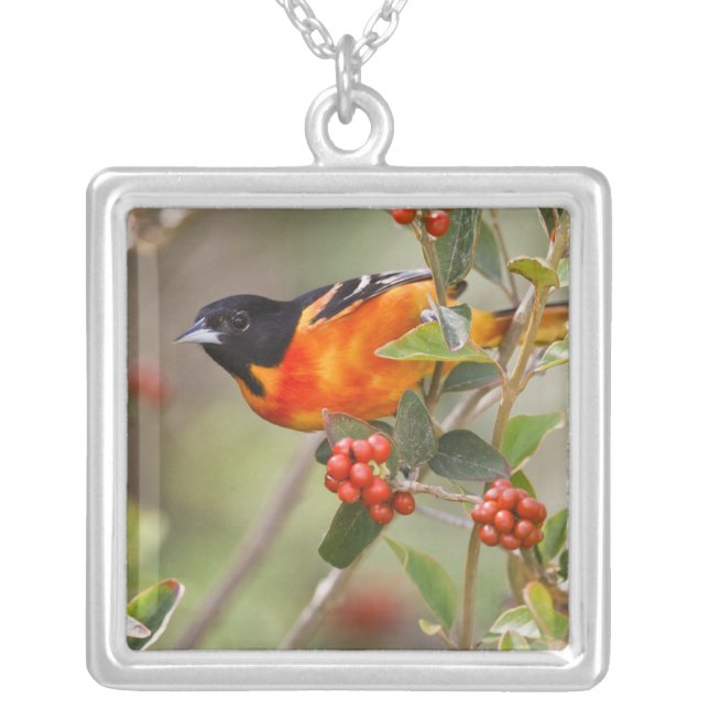 South Padre Island, Texas, USA, Baltimore Oriole Silver Plated Necklace (Front)