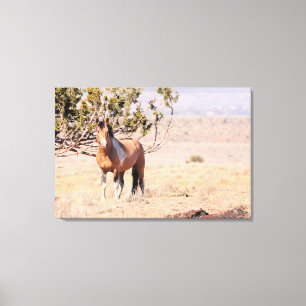 South Steens Wild Horse Canvas Print