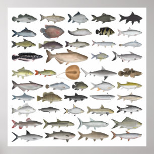Southeast Asia Freshwater Fish Group Poster