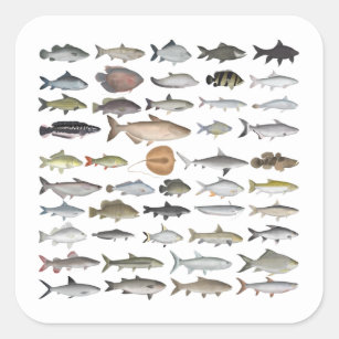 Types Of Freshwater Fish Species Stickers for Sale