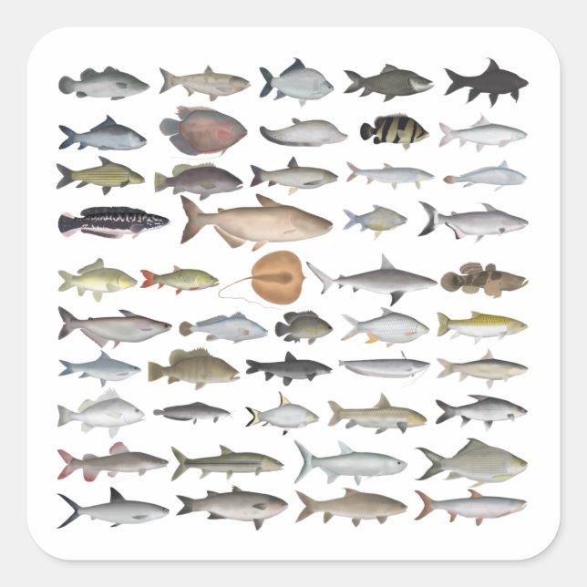 Southeast Asia Freshwater Fish Group Square Sticker (Front)