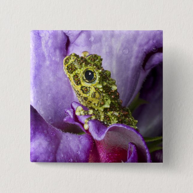 Southeast Vietnam. Close-up of mossy tree frog Button (Front)