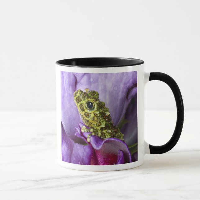 Southeast Vietnam. Close-up of mossy tree frog Mug (Right)