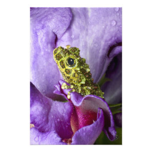 Southeast Vietnam. Close-up of mossy tree frog Photo Print