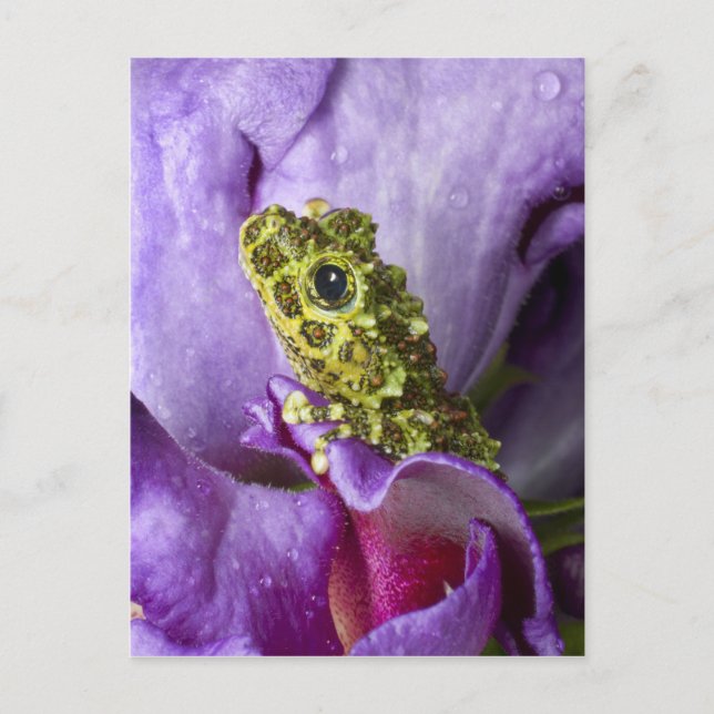 Southeast Vietnam. Close-up of mossy tree frog Postcard (Front)