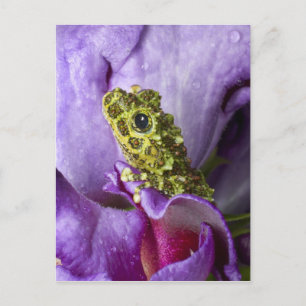 Southeast Vietnam. Close-up of mossy tree frog Postcard