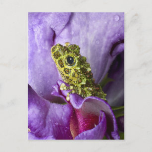 Southeast Vietnam. Close-up of mossy tree frog Postcard