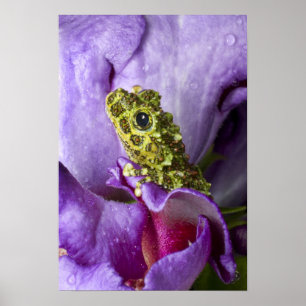 Southeast Vietnam. Close-up of mossy tree frog Poster