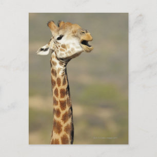 Southern African giraffe (Giraffa camelopardalis Postcard