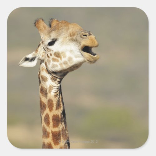 Southern African giraffe Giraffa camelopardalis Square Sticker