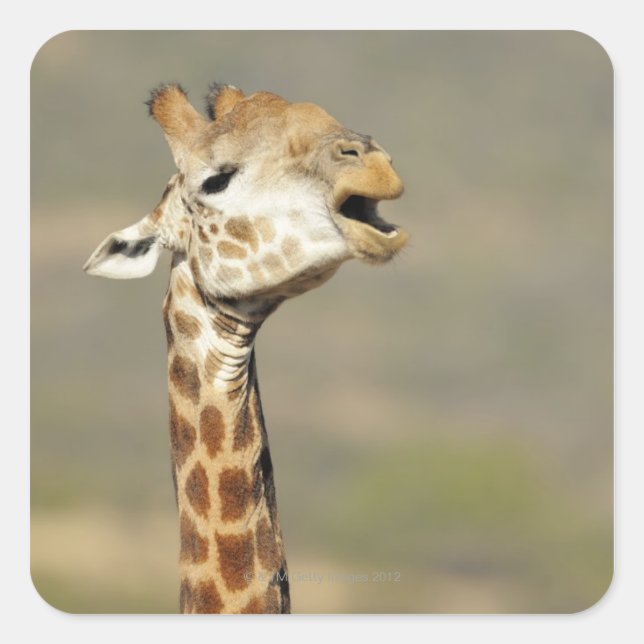 Southern African giraffe (Giraffa camelopardalis Square Sticker (Front)