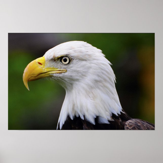 Southern Bald Eagle Print (Front)