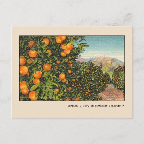 Southern California Orange Grove Vintage Linen Postcard