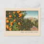 Southern California Orange Grove Vintage Linen Postcard