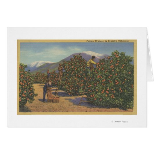 Southern California - Picking Oranges Cards (Front Horizontal)