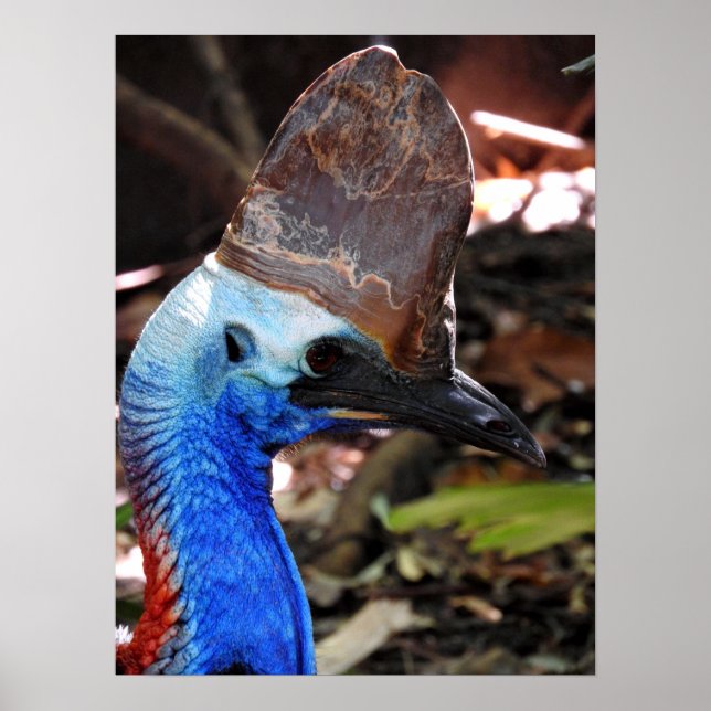 Southern Cassowary Poster (Front)