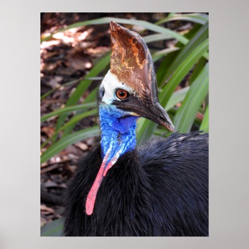 Southern Cassowary Poster