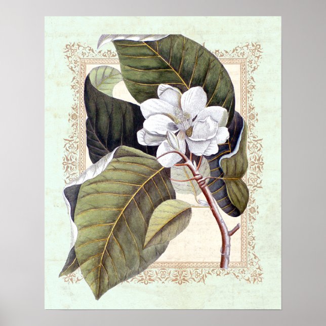 Southern Elegance Vintage Botanical Magnolia Poster (Front)
