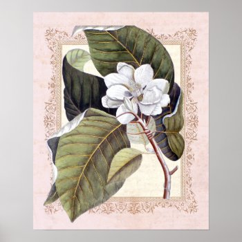 Southern Elegance Vintage Botanical Magnolia Poster by BridalSuite at Zazzle