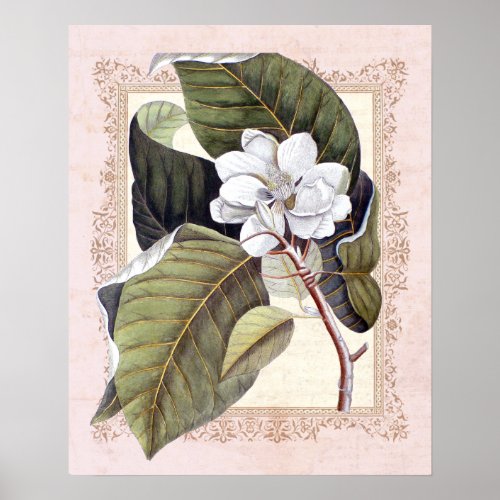 Southern Elegance Vintage Botanical Magnolia Poster