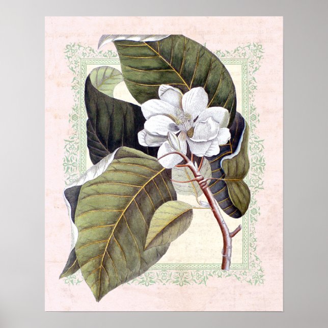 Southern Elegance Vintage Botanical Magnolia Poster (Front)
