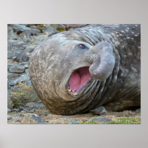 Southern Elephant Seal Showing Teeth Poster