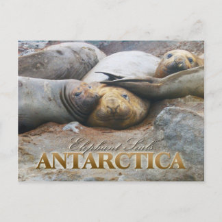 Southern Elephant Seals, Antarctic Peninsula Postcard