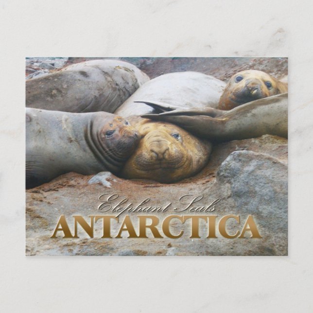 Southern Elephant Seals, Antarctic Peninsula Postcard (Front)