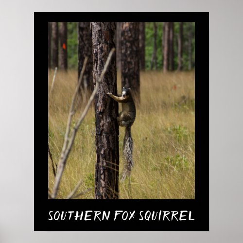 Southern Fox Squirrel Protected Species Poster