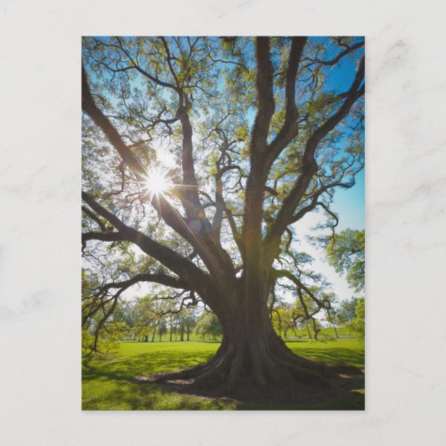 Southern Live Oak Tree Postcard (Front)