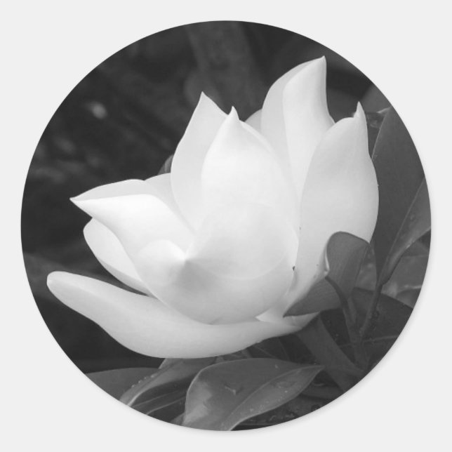 Southern Magnolia Bloom Classic Round Sticker (Front)