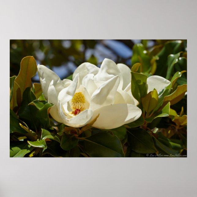 Southern Magnolia Blossoming in the Leaves Poster (Front)