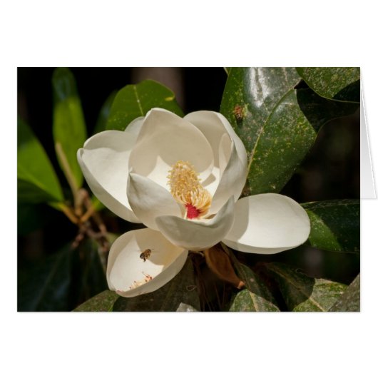 Southern Magnolia Flower (Front Horizontal)
