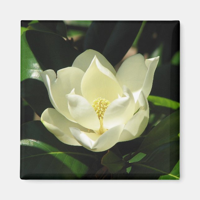 Southern Magnolia Magnet