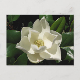 Southern Magnolia Postcard