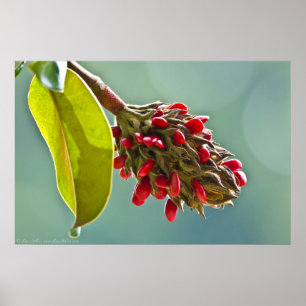 Southern Magnolia Red Seeds in Pod II Poster