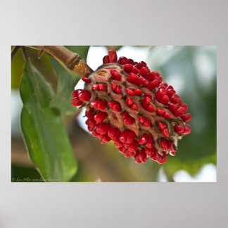 Southern Magnolia Red Seeds in Pod Poster