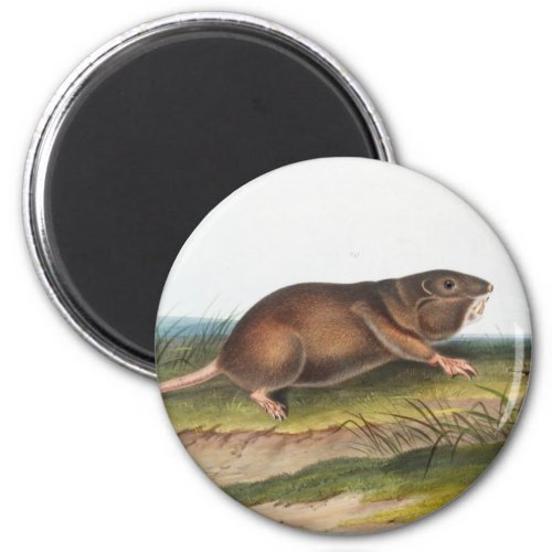 Southern Pouched Rat Shrew Mole Illustration Magnet