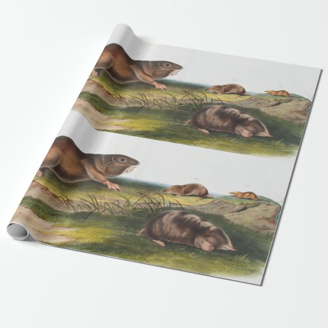 Southern Pouched Rat, Shrew Mole Illustration Wrapping Paper (Unrolled)