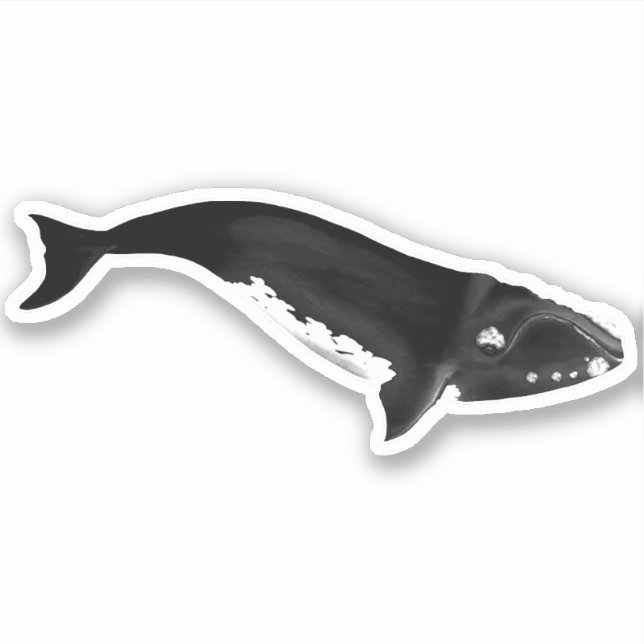 SOUTHERN RIGHT WHALE STICKER (Front)