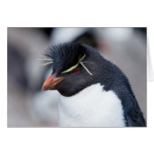 Southern Rockhopper Penguin (Front Horizontal)